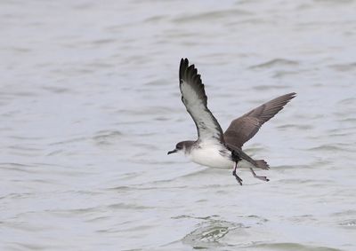 Manx Shearwater