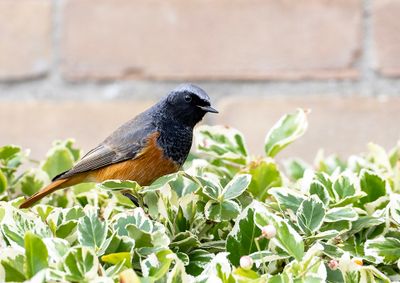 Eastern Black Redstart