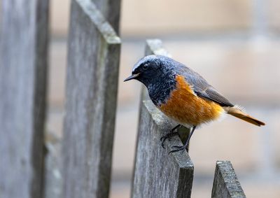 Eastern Black Redstart