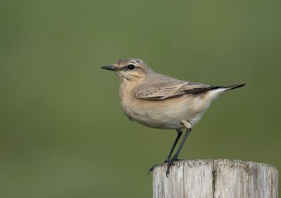 Isabeline Wheatear