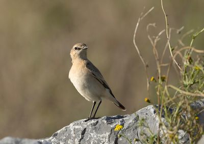 Isabeline Wheatear