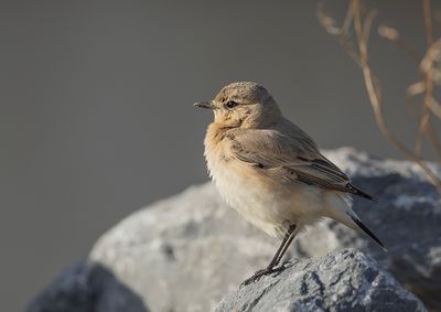 Isabeline Wheatear