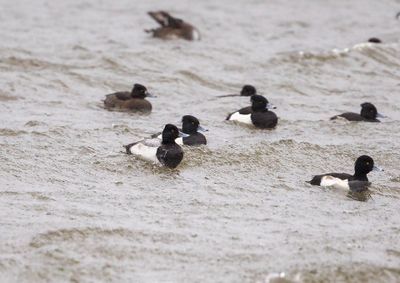 Lesser Scaup