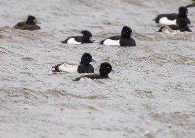 Rare Birds in the Netherlands 2023 by Co van der Wardt