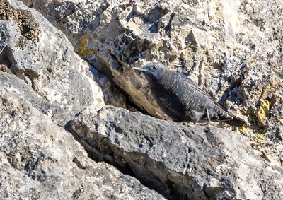 Blue Rock Thrush