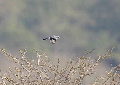 Possible Homeyer's Grey Shrike