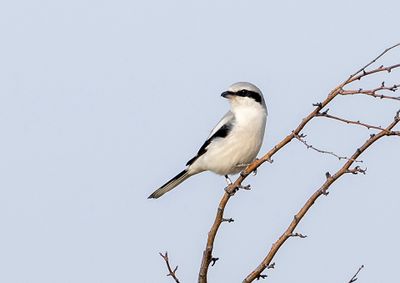 Possible Homeyer's Grey Shrike