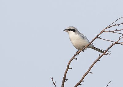 Possible Homeyer's Grey Shrike