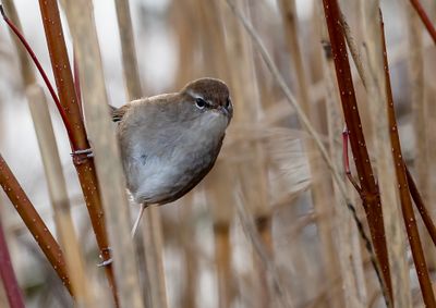 Cetti's Warbler