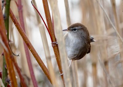 Cetti's Warbler