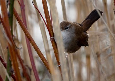 Cetti's Warbler