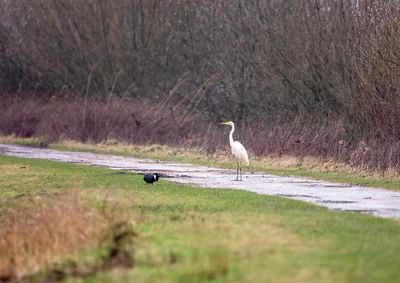  Great White Egret