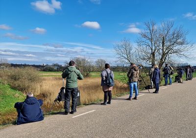 Twitching birders, mostly in the Netherlands 