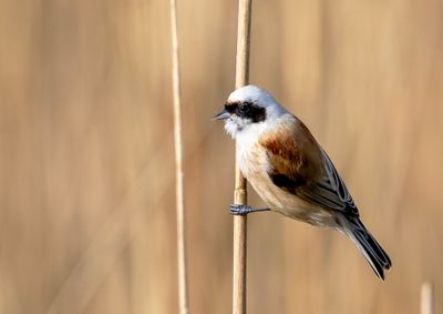 Penduline Tit