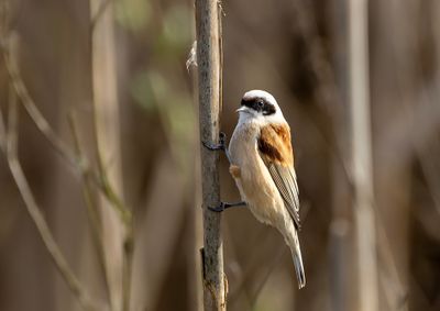 Penduline Tit