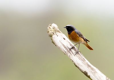 Common Redstart