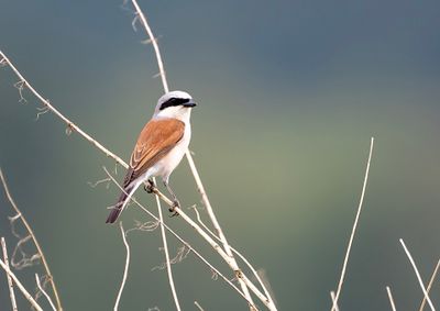 Red-backed Shrike