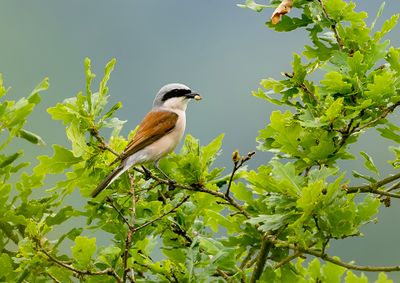 Red-backed Shrike