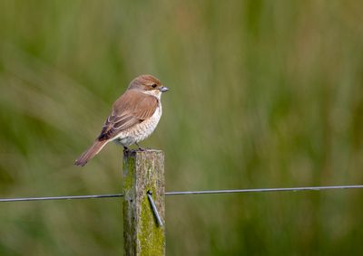Red-backed Shrike