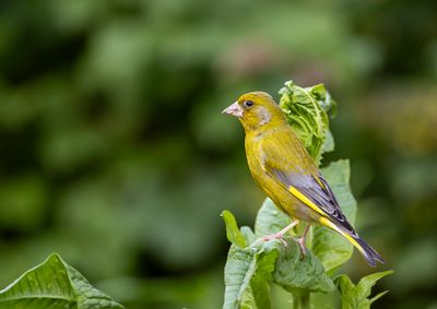 Greenfinch