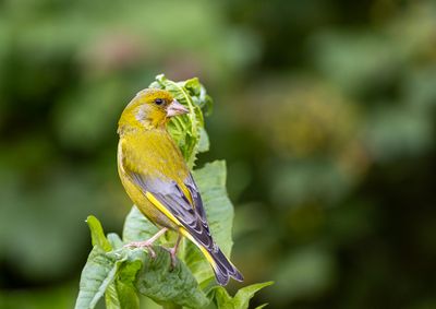 Greenfinch