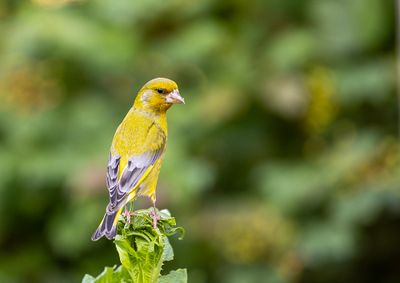 Greenfinch