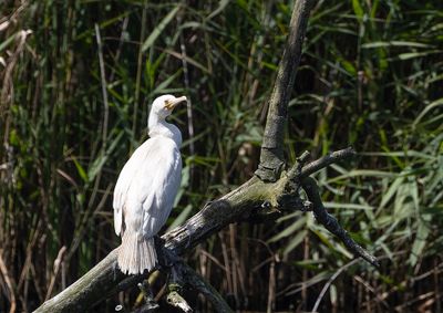 Great Cormorant