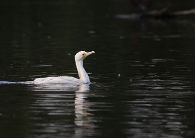 Great Cormorant