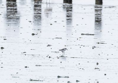 Western Sandpiper