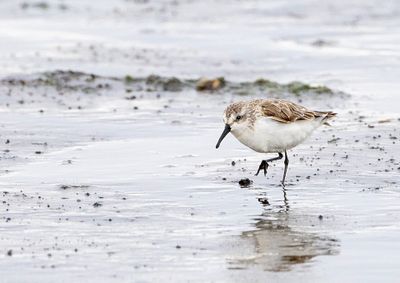 Western Sandpiper