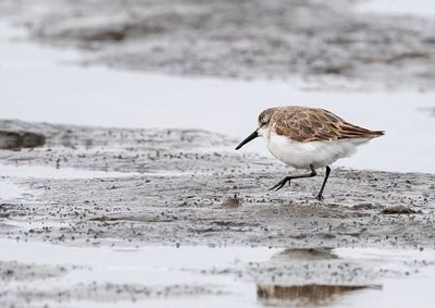 Western Sandpiper