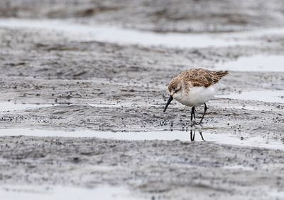Western Sandpiper
