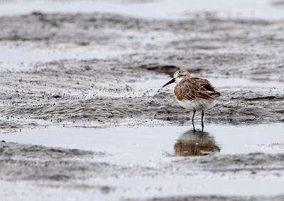 Rare Birds in the Netherlands 2024 by Co van der Wardt