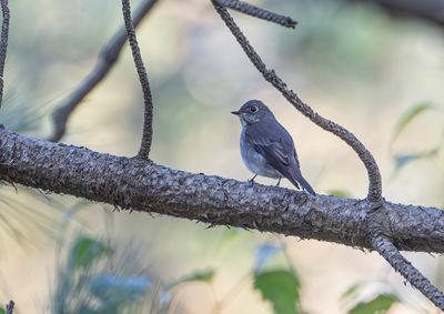 Dark-sided Flycatcher