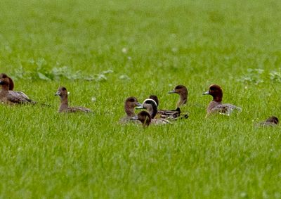 American Wigeon