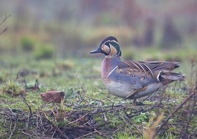Rare Birds in the Netherlands 2024 by Co van der Wardt