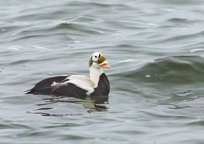Rare Birds in the Netherlands 2025 by Co van der Wardt
