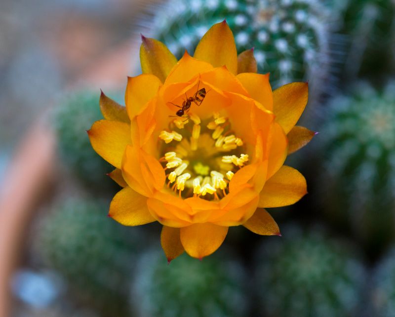 Cactus Flower