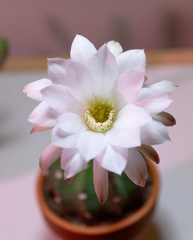 Lophophora diffuse Flower
