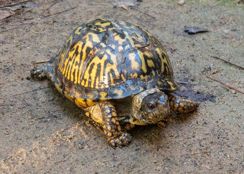 Box Turtle