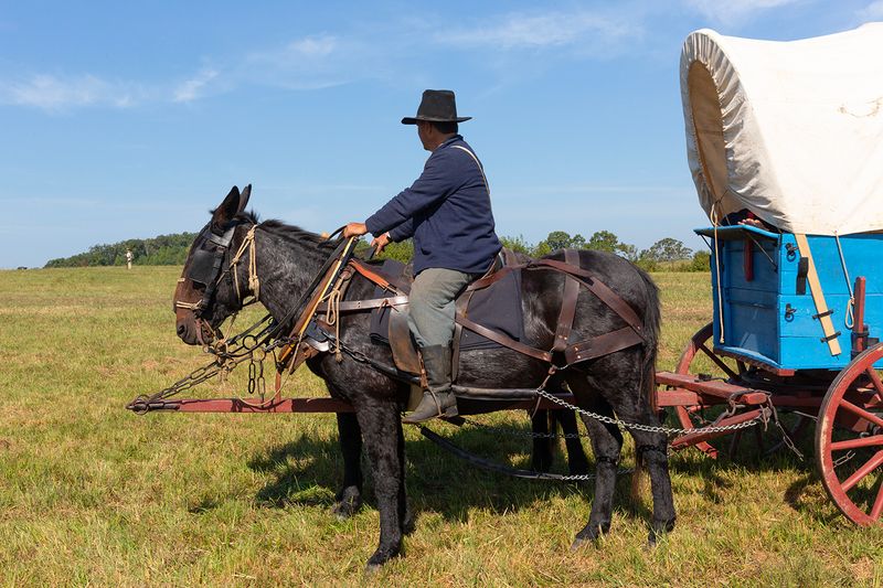 Mule-Drawn Supply Wagon, Chickamauga