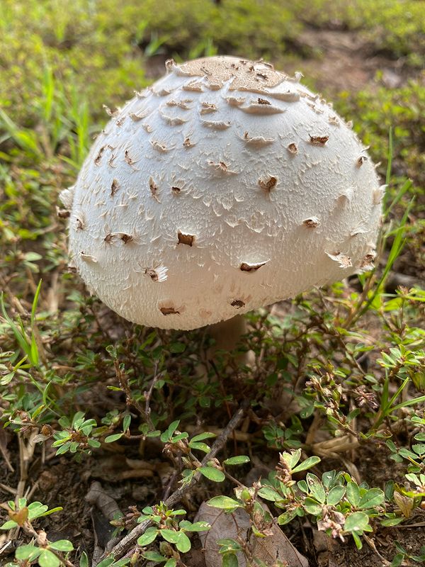 Mushroom