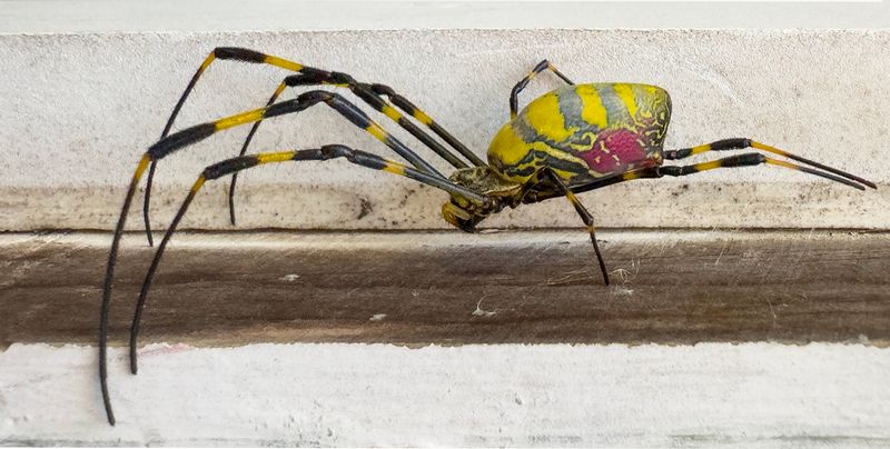 Trichonephilia Clavata