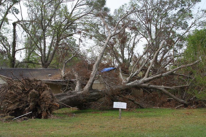 In The Wake Of Ivan, Tree Down in Yard