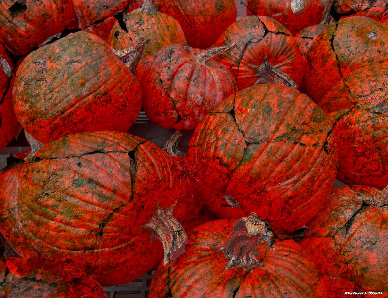 Pumpkin Patch Disaster