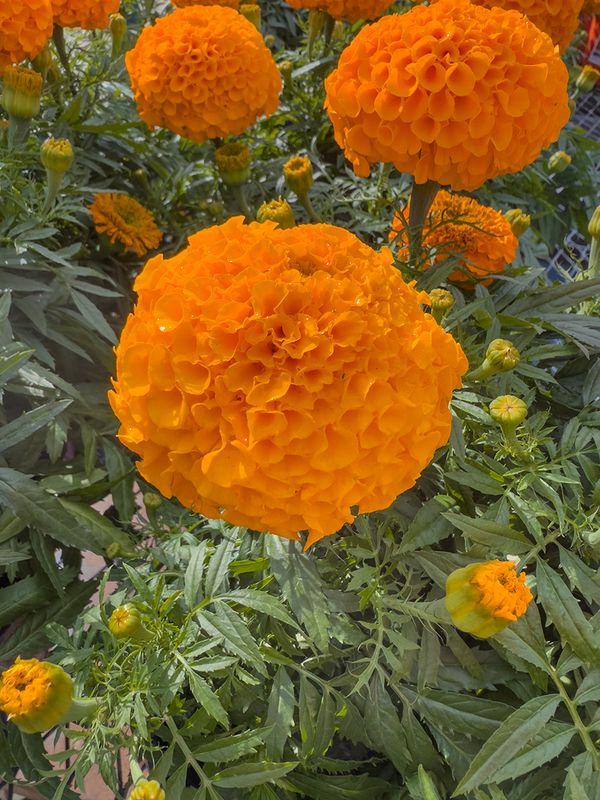 Marigolds