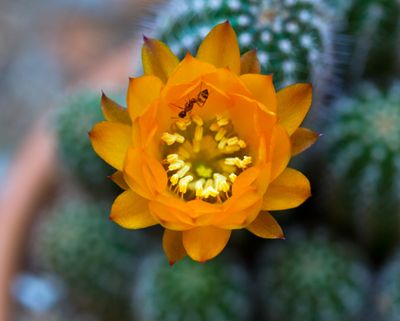 Cactus Flower