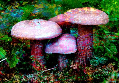 Deep Forest 02
