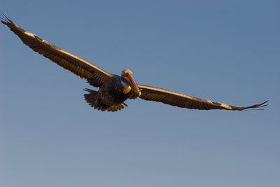 Pelican in Flight