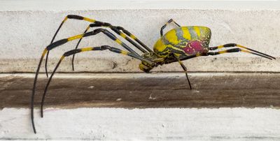 Trichonephilia Clavata